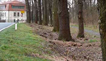 ausgelichteter Waldweg