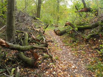 Weg in der Elbenauer Schweiz