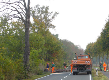 Kastanie fällen an der Kastanienallee