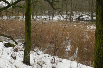 Alte Elbe bei Elbenau