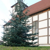 Weihnachtsbaum