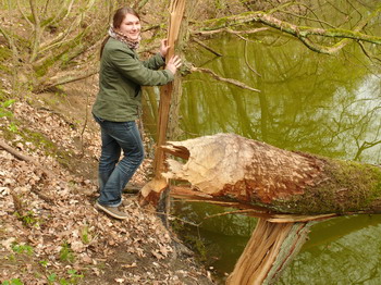 Baum vom Biber gefällt