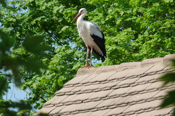 Störche in Elbenau