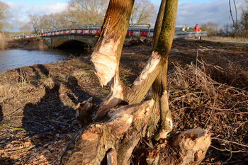 Baumfällarbeiten an der Haberlandbrücke