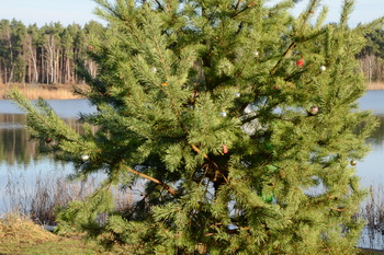 Weihnachtsbaum an der Sandgrube