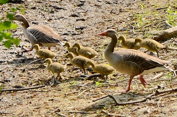 Gänse mit Kücken