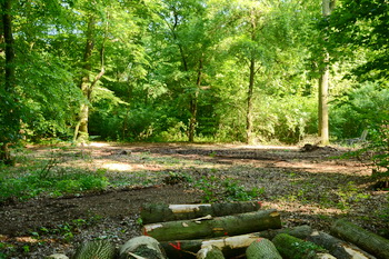 Lichtung für den Friedwald-Andachtsplatz