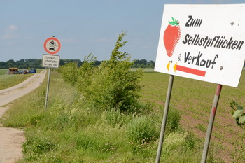 Erdbeeren selber pflücken