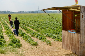 Erdbeeren selber pflücken