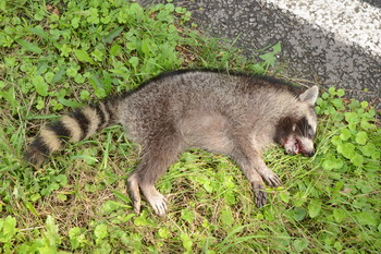 toter Waschbär