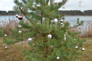 Weihnachtsbaum an der Sandgrube