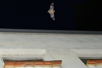 Ankündigung Fledermausnacht Elbenau