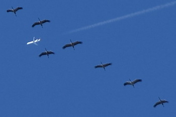 Kraniche ziehen nach Süden. Und ein Flugzeug auch...