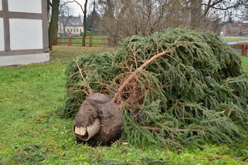 umgefallener Weihnachtsbaum