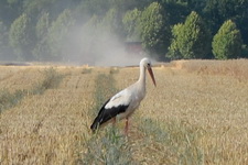 Storch bei Elbenau