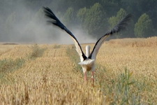 Storch bei Elbenau