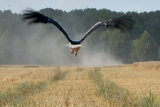 Storch bei Elbenau