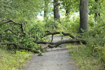 Heruntergefallene Äste im Radweg