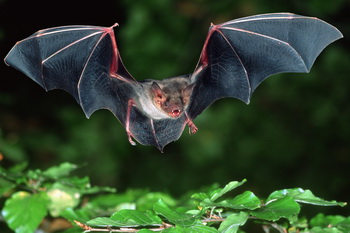 Fledermaus (Foto: Nabu/Klaus Bogon)