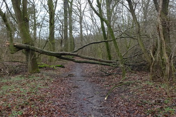 Sturmschaden Elbenau