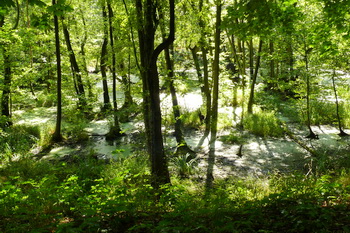 Alte Elbe bei Elbenau