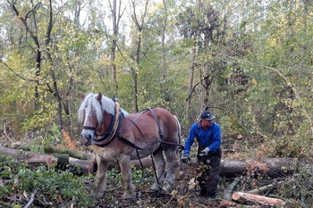 Rückepferd im Friedwald Elbenau