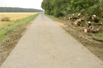 umgestürzter Baum auf der Kapstraße nach Ranies