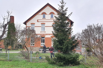 Weihnachtsbaum an der Elbenauer Kirche, absägen
