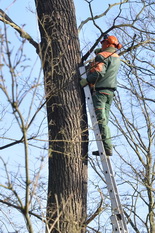Baumarbeiten im Wald bei Elbenau