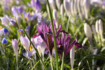 Frühlingsblumen