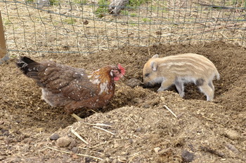 Frischling im Kleintiergehege