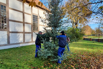 Aufstellen des Weihnachtsbaumes vor der Elbenauer Kirche