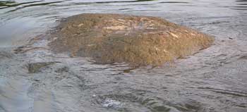 Der Hungerstein in der Elbe